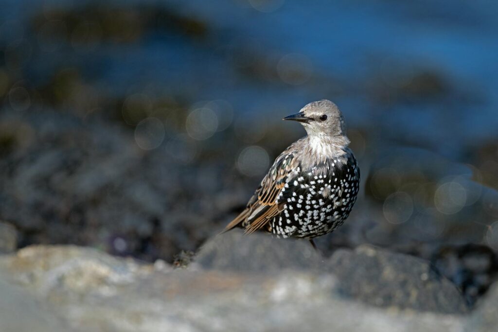 A detailed image of a European Starling perched on coastal rocks at Cuxhaven.