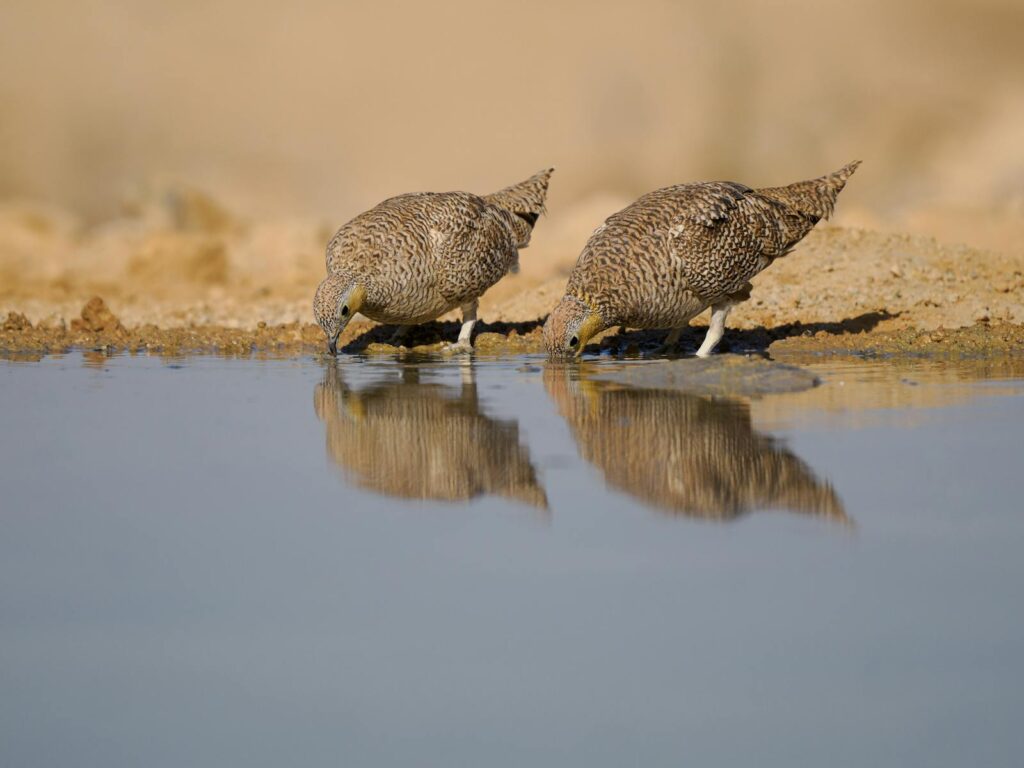 Two sandgrouse quenching thirst at a Negev Desert waterhole.