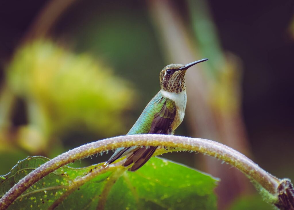 Vibrant hummingbird perched on a branch surrounded by lush greenery.