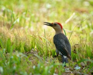 A Yucatan woodpecker stands amongst green foliage, looking towards the left.