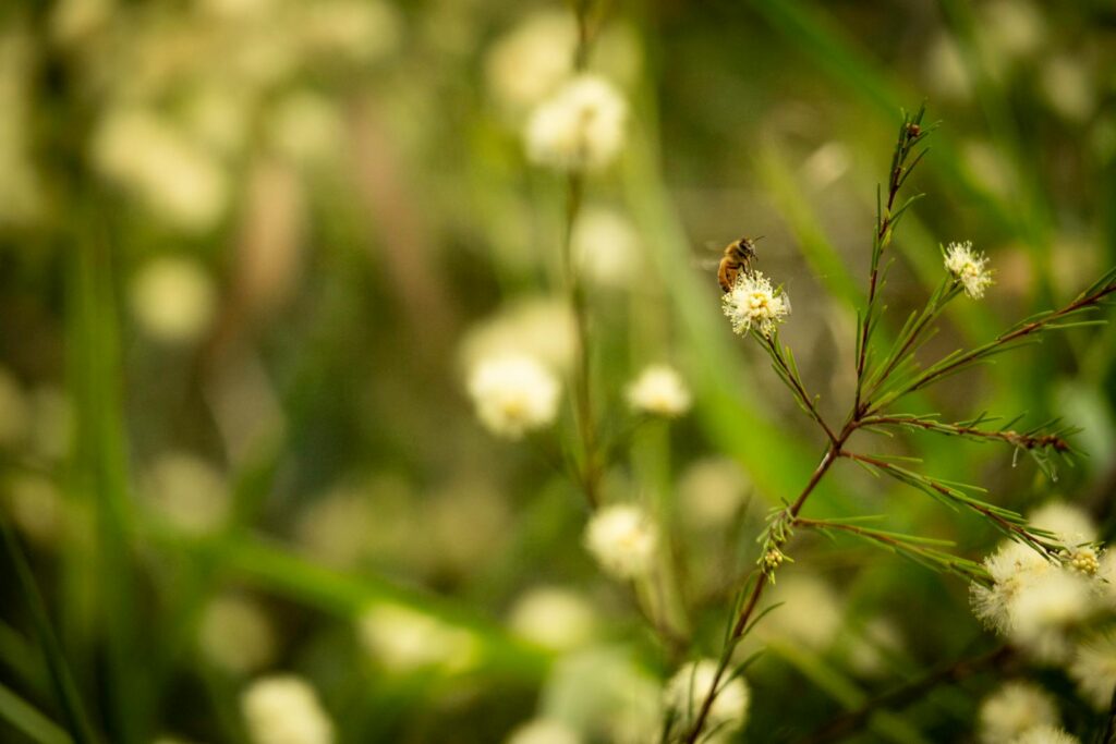 A honeybee pollinating a wattle flower, capturing nature's beauty in Springfield, Queensland.