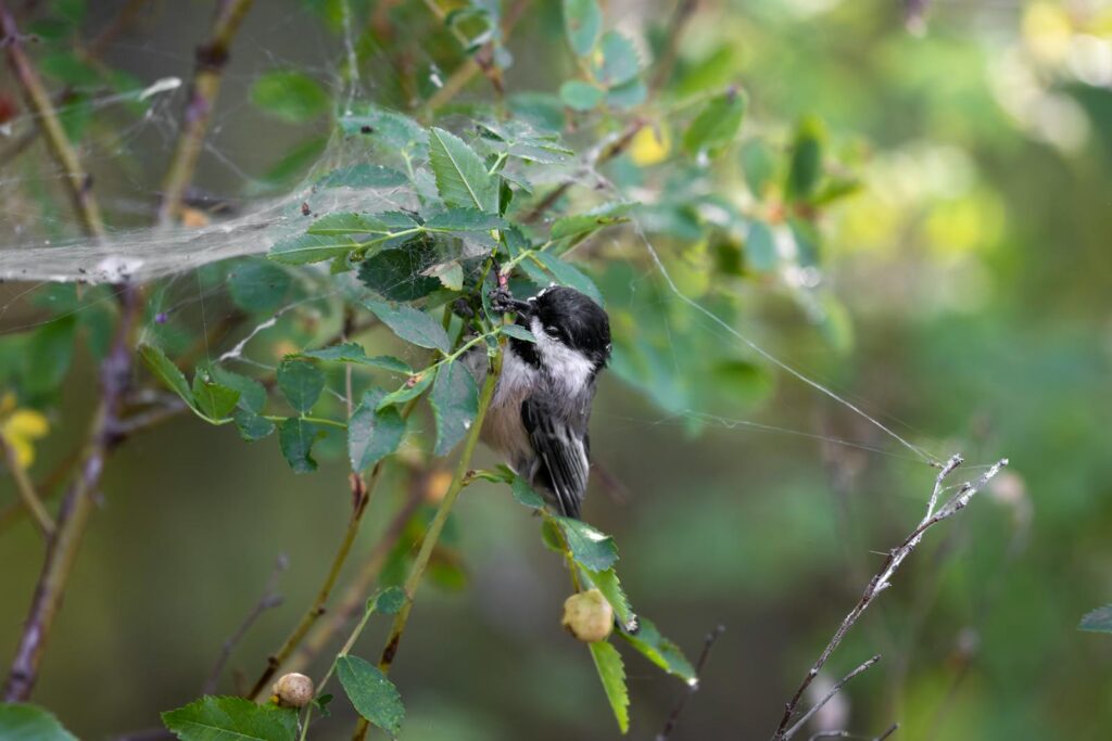 Black-capped chickadee perched on a leafy branch with a spider web.
