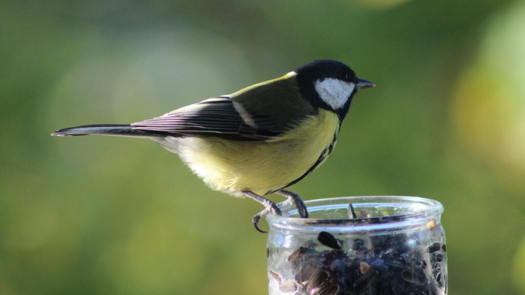 Close-up image of a Great Tit perched on a jar of sunflower seeds.