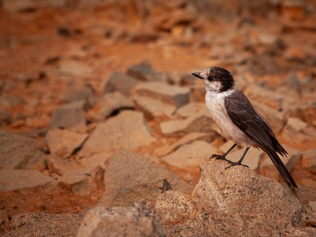 Brown and white bird perched on a rock in arid, rocky terrain during the day.