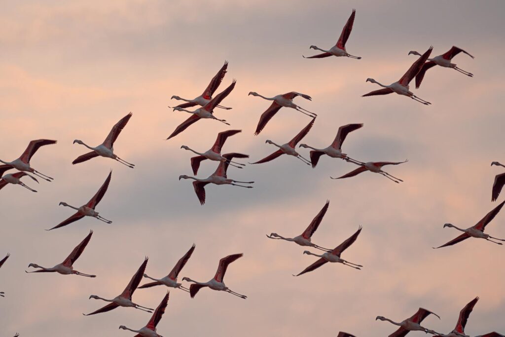 A flock of flamingos elegantly flying against a pastel evening sky.