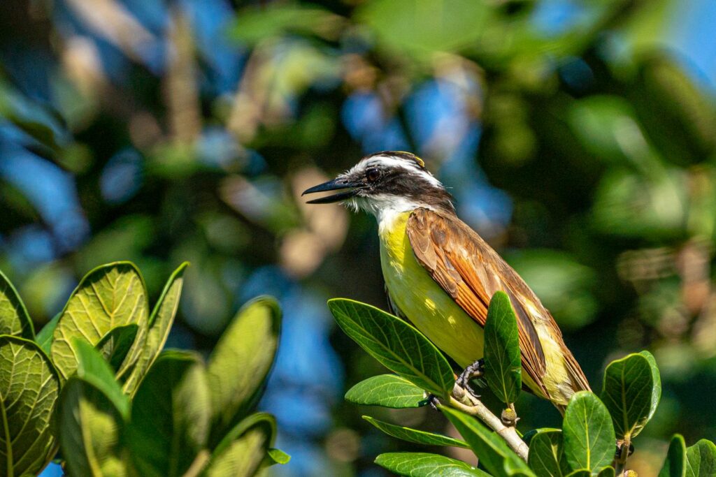 A Great kiskadee with yellow underparts and a strong bill perches among green leaves.