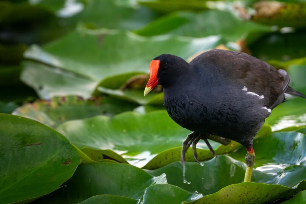 A Common Moorhen with dark plumage, red frontal shield, and yellow-tipped beak stands on lily pads.