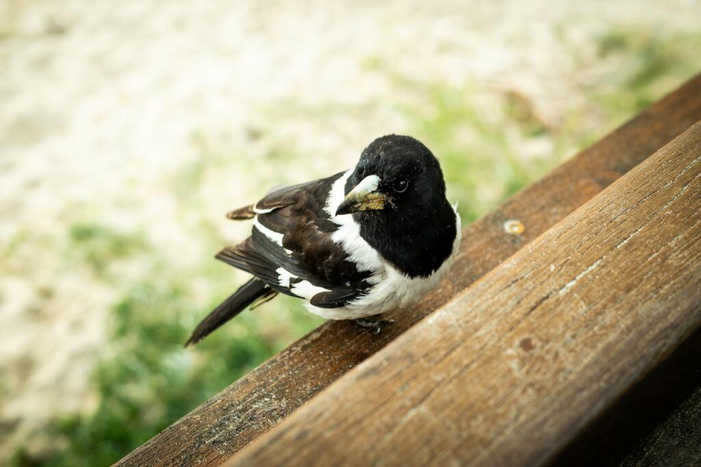 Close-up of an Australian butcherbird perched on a wooden bench.