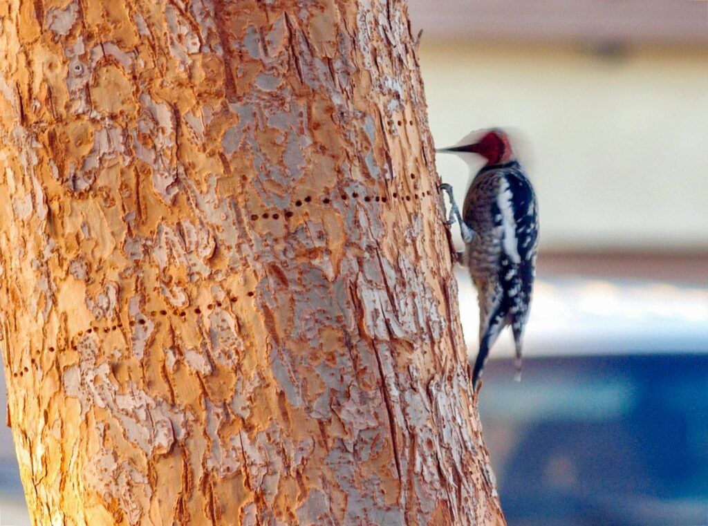 A Red-breasted sapsucker clings to a tree trunk with rows of drilled holes.