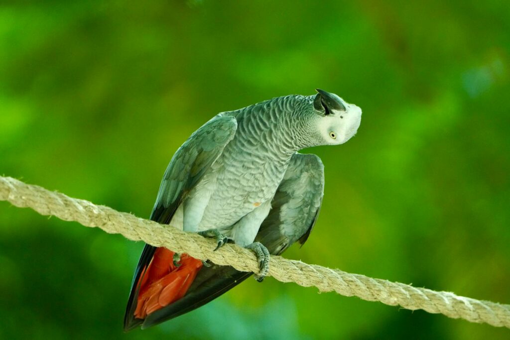 An African grey parrot perched on a rope against a vivid green background.