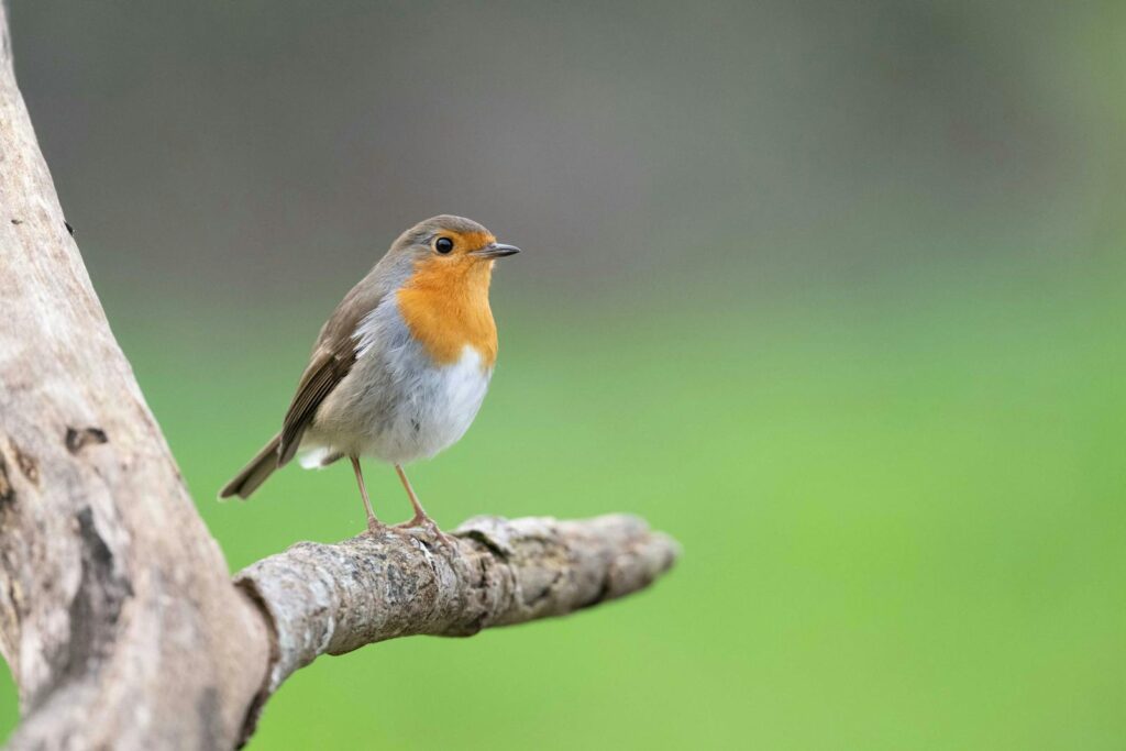 A close-up of a European Robin (Erithacus rubecula) perched on a branch.