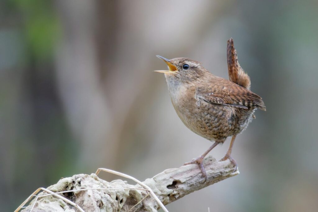 A Eurasian wren with brown plumage and an upright tail sings on a twig.