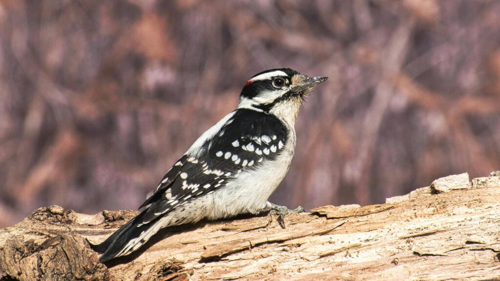 A Downy Woodpecker clings to a piece of bark.