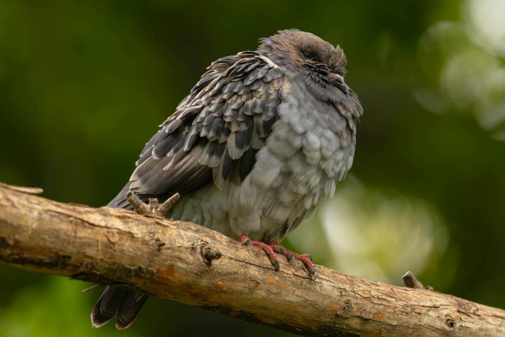 Close-up of a resting pigeon with ruffled feathers on a tree branch in nature.