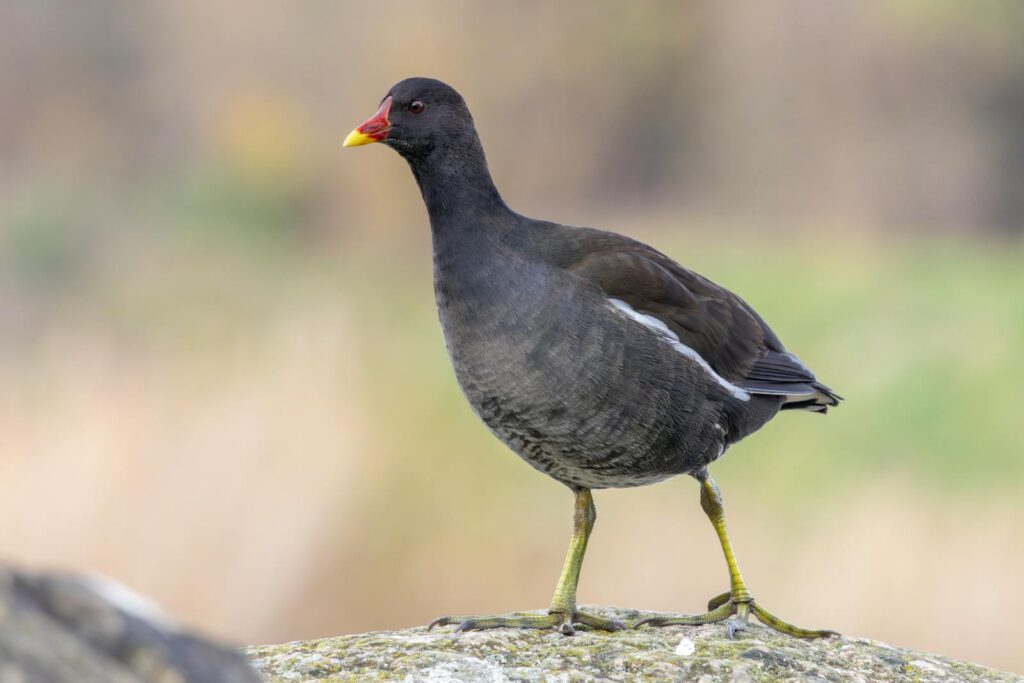 Close-up of a common moorhen in a natural setting in France.