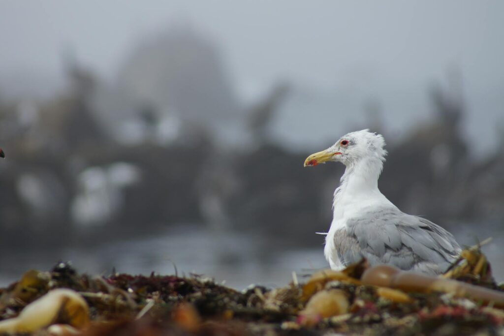 A seagull rests on a kelp-covered beach in Monterey, California, under an overcast sky.