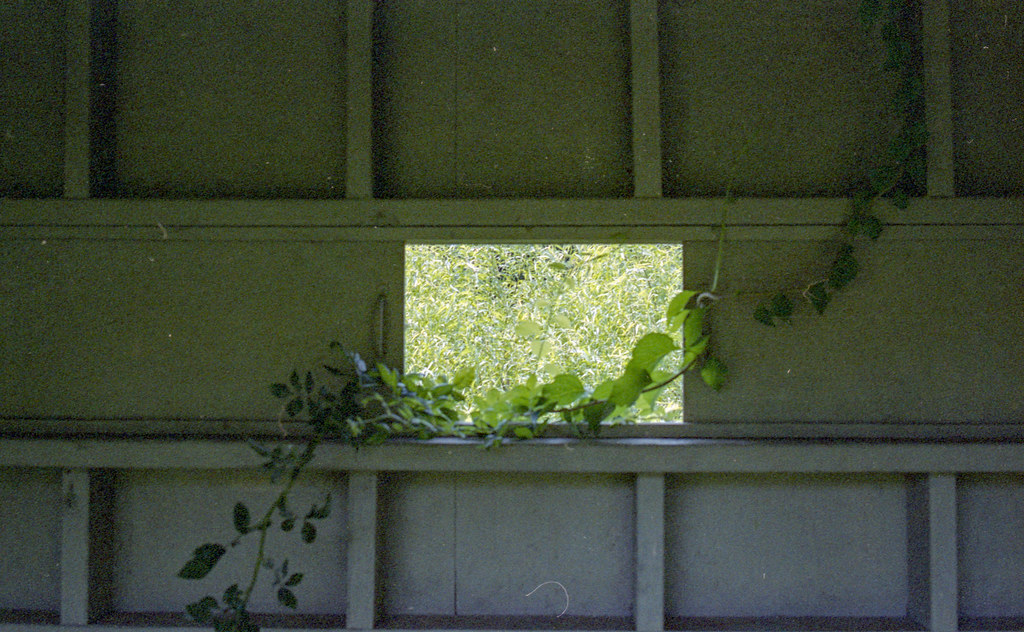 Green vines with leaves grow through a square opening in a weathered wall.