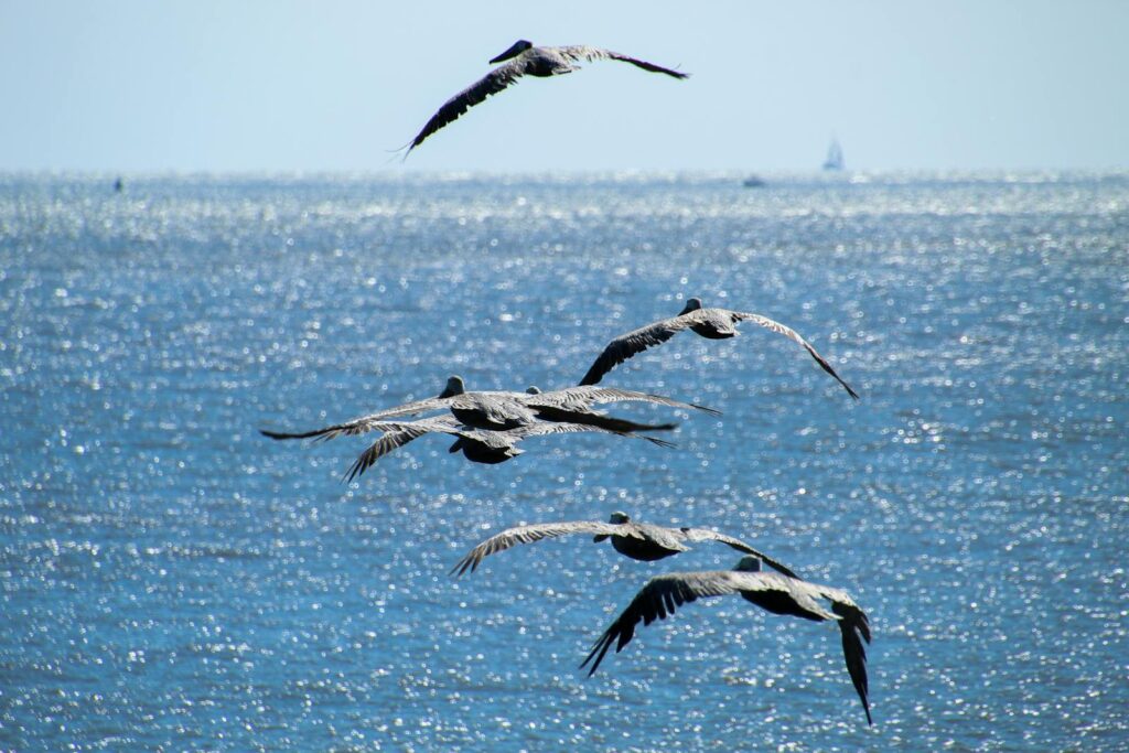 A group of pelicans gracefully flying over a shimmering blue ocean on a sunny day.