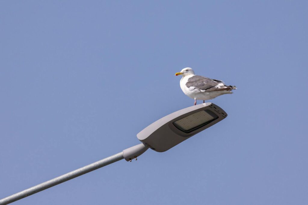 A seagull resting on a streetlight against a bright blue sky, showcasing urban wildlife.