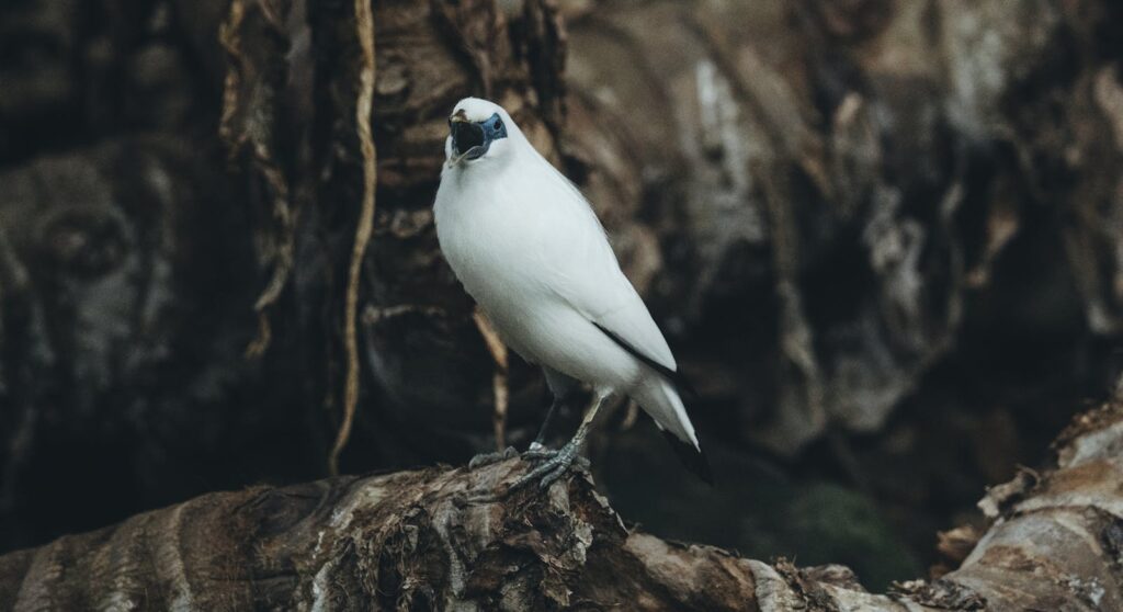 A serene Bali Myna bird resting on a rustic forest branch, showcasing its striking plumage.