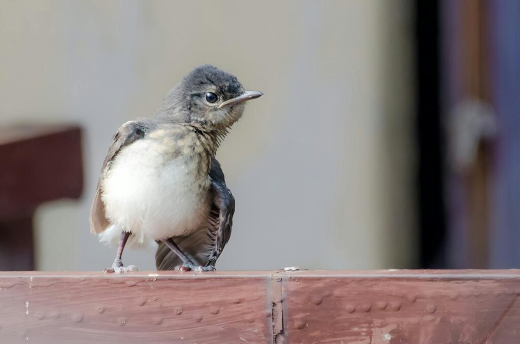 A juvenile bird perched on a wooden barrier, showcasing its fluffy feathers.