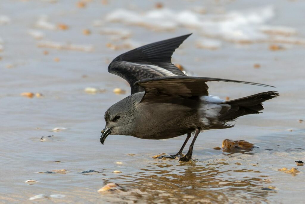 Close-up of a Leach's Storm-Petrel (Hydrobates leucorhous) on a sandy beach in France.