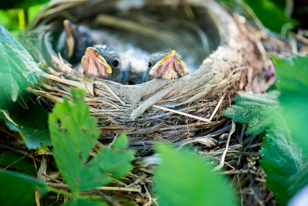 Close-up of baby birds in a nest surrounded by lush green leaves.