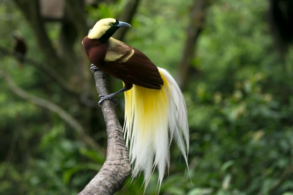 A beautiful Bird of Paradise perched elegantly on a branch in a lush green jungle setting.