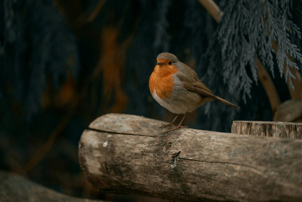 A European Robin perched on a log against a dark, natural background.