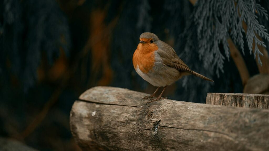 A European Robin perched on a log against a dark, natural background.