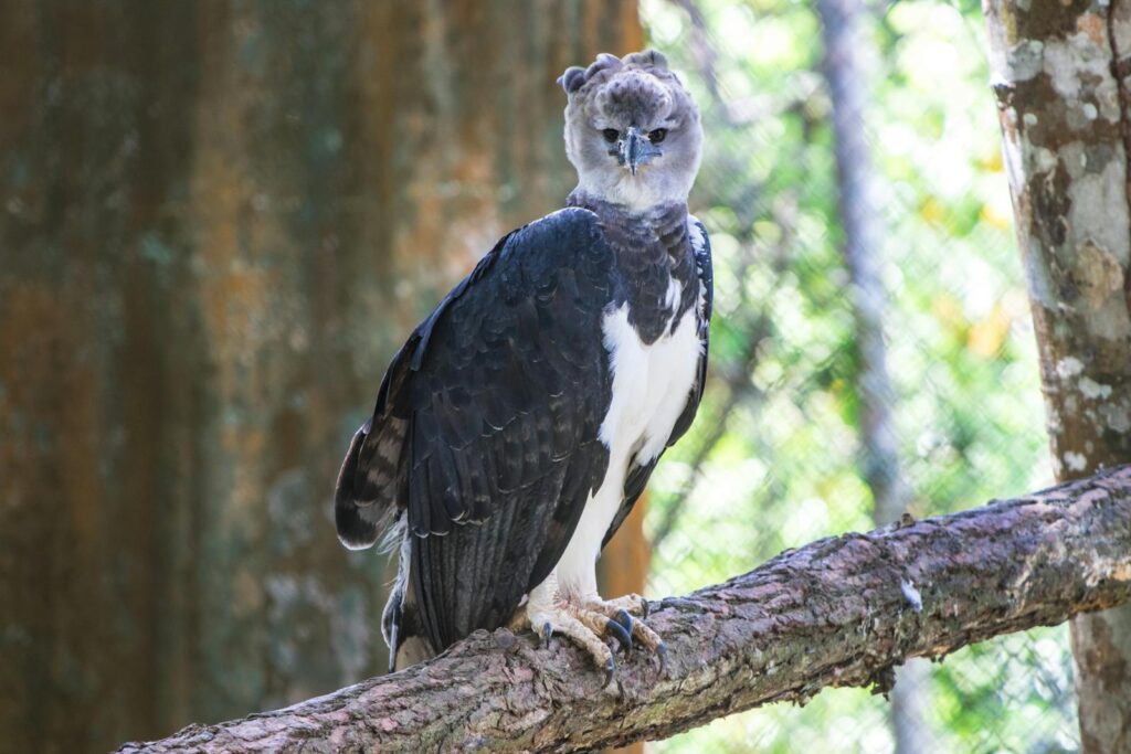 A majestic harpy eagle standing on a tree branch amidst lush background.