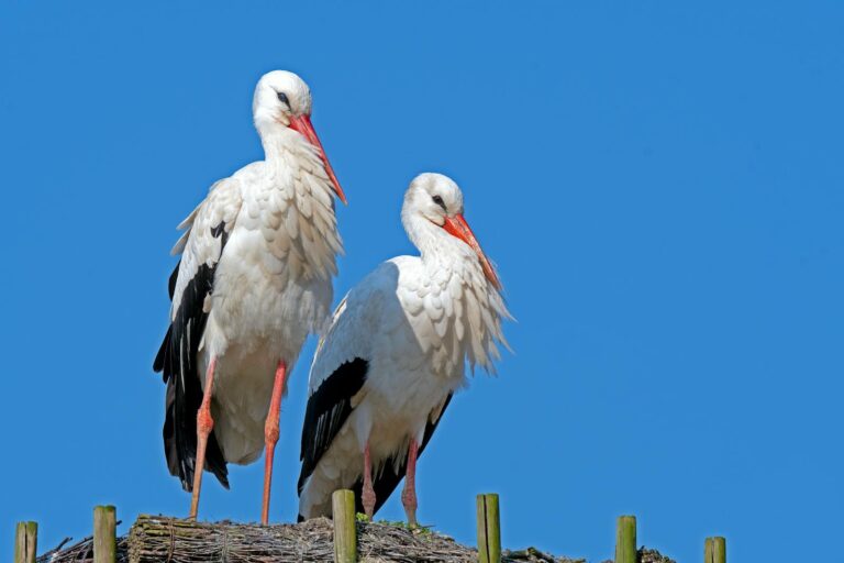 Two White storks with long red legs and beaks stand against a bright blue sky.
