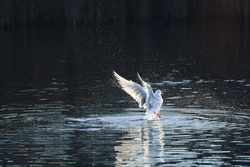 A seagull flaps its wings causing water splashes in a serene lake at dusk.
