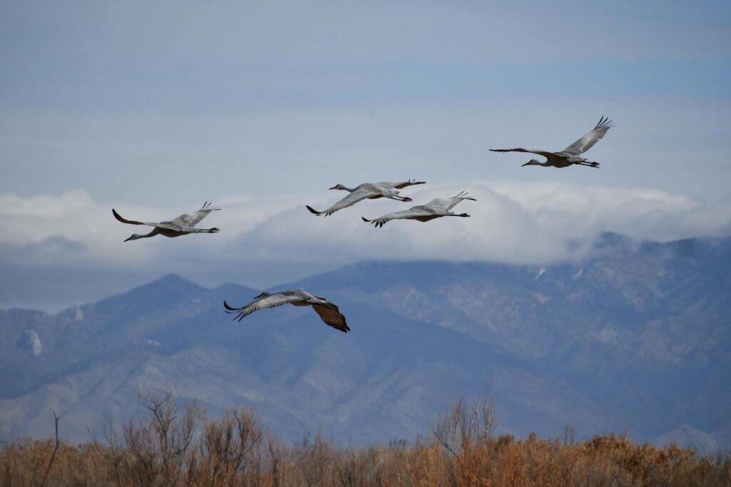 A flock of cranes soaring over a scenic mountain landscape under a cloudy sky.