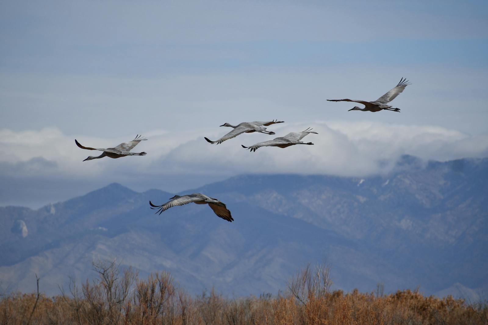 Why Some Birds Travel In Mixed Species Flocks Photo Inspiration