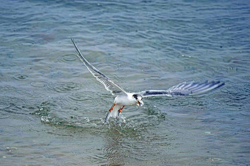 A tern gracefully Fairy Tern over water, caught mid-motion,