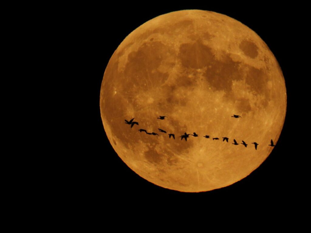 A stunning view of the full moon with bird silhouettes in Chilliwack, BC, Canada.