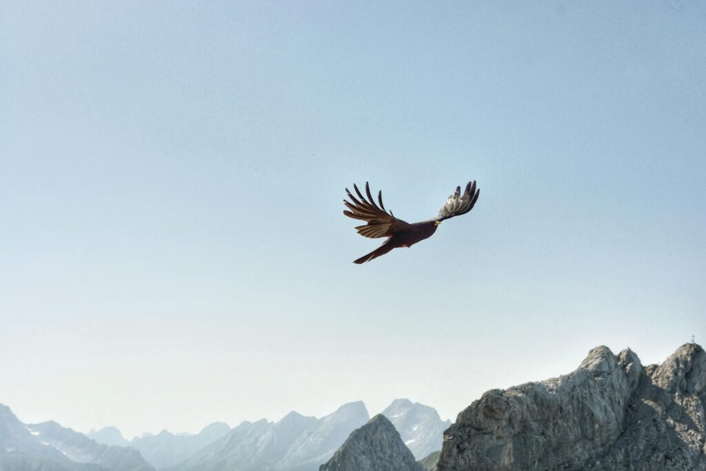 A lone bird gracefully flies over a rugged mountain range under a clear blue sky, showcasing freedom and wilderness.