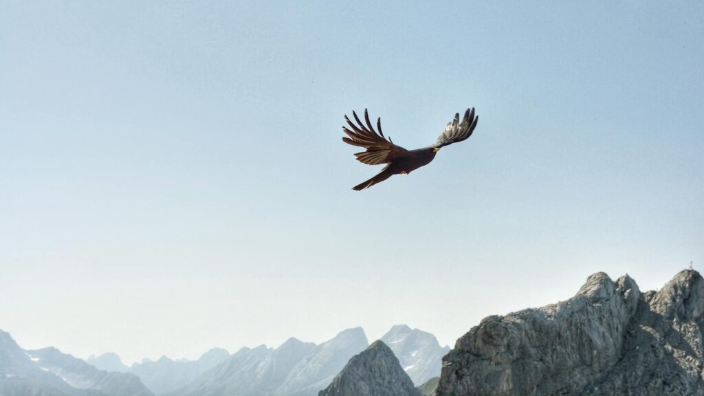 A lone bird gracefully flies over a rugged mountain range under a clear blue sky, showcasing freedom and wilderness.