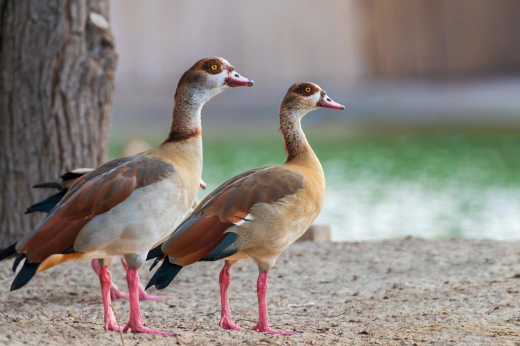 Two Egyptian geese stand on the ground near water.