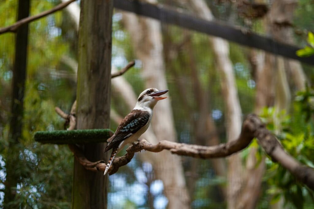 A Laughing Kookaburra sits on a tree branch in a lush outdoor setting.