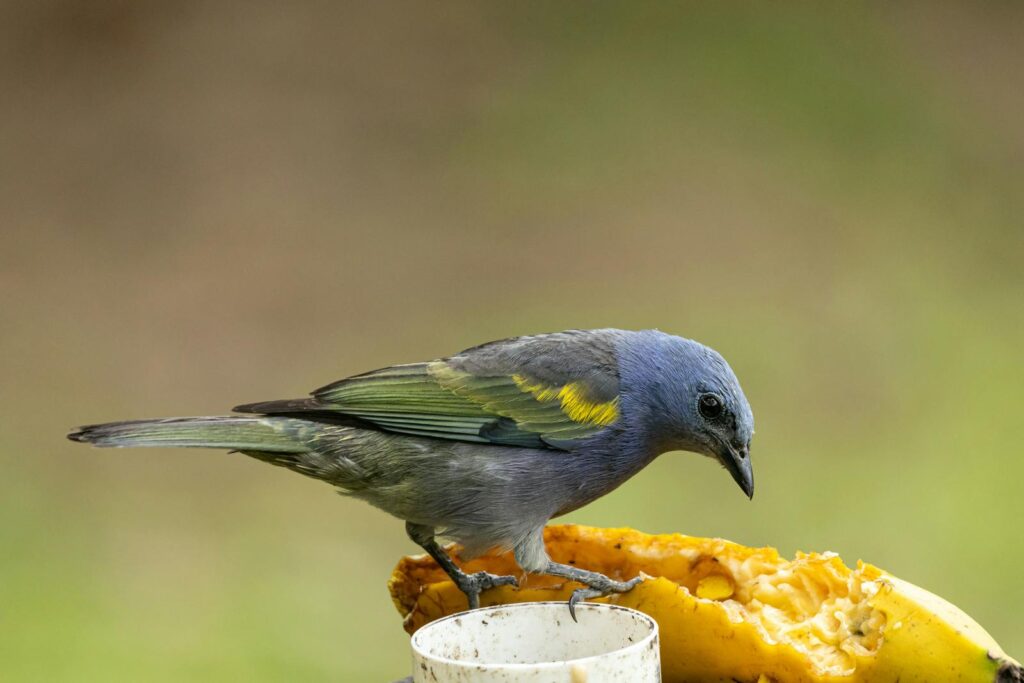 Palm tanager perched on a piece of fruit.