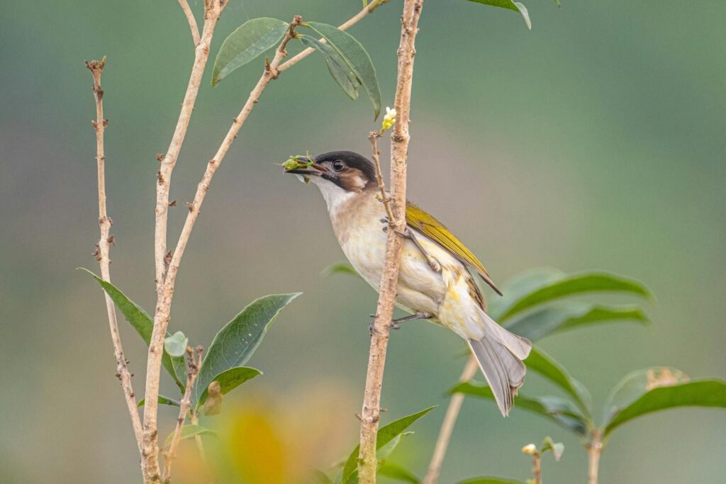 Bulbul perched on a stem with food in its beak.