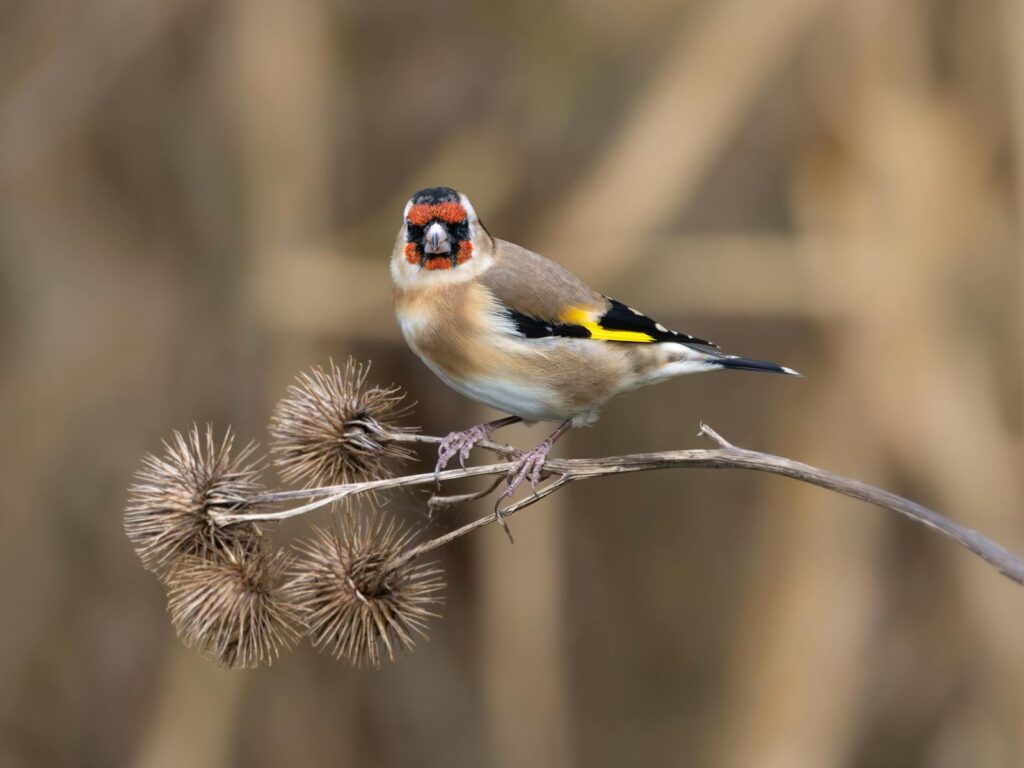 Close-up of a European goldfinch perched on teasel, showcasing vibrant autumn colors.