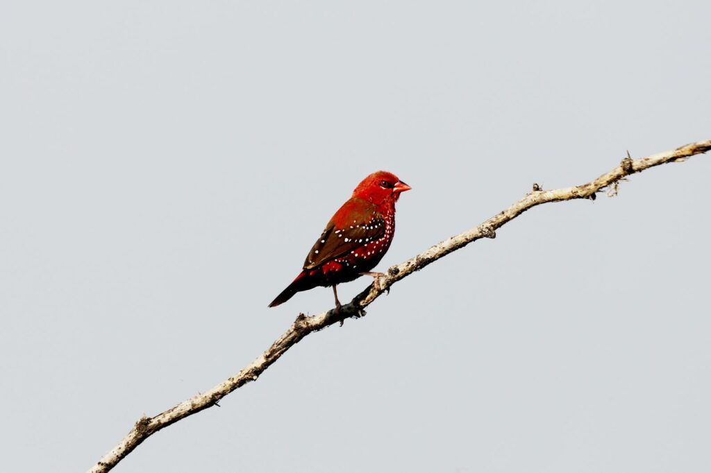 A vibrant Red Avadavat perches on a slender twig.