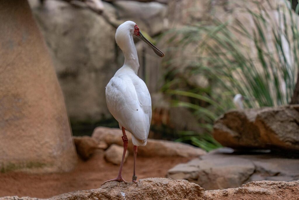 A white spoonbill bird stands on a rock in a natural setting.