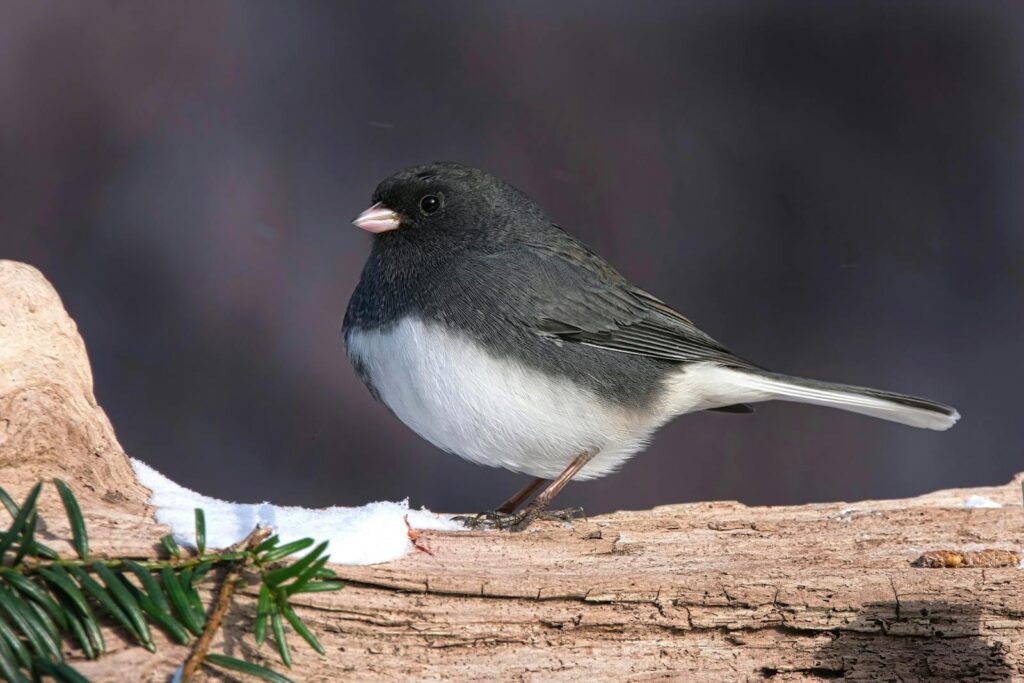 Close-up of a Dark-eyed Junco on a snowy log in Brunswick, NY, USA.