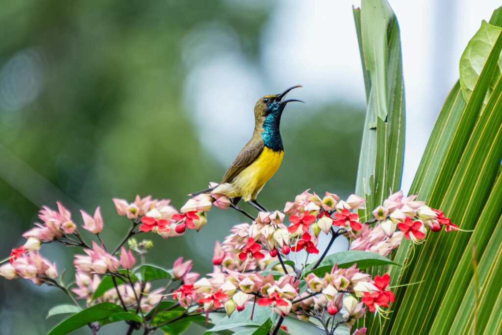 An Olive-backed Sunbird sings while perched on flowering branches.