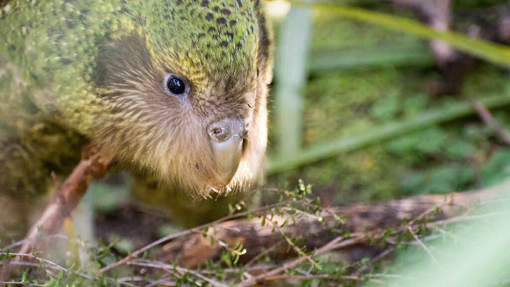 A kākāpō with green and brown feathers looks down at the ground.