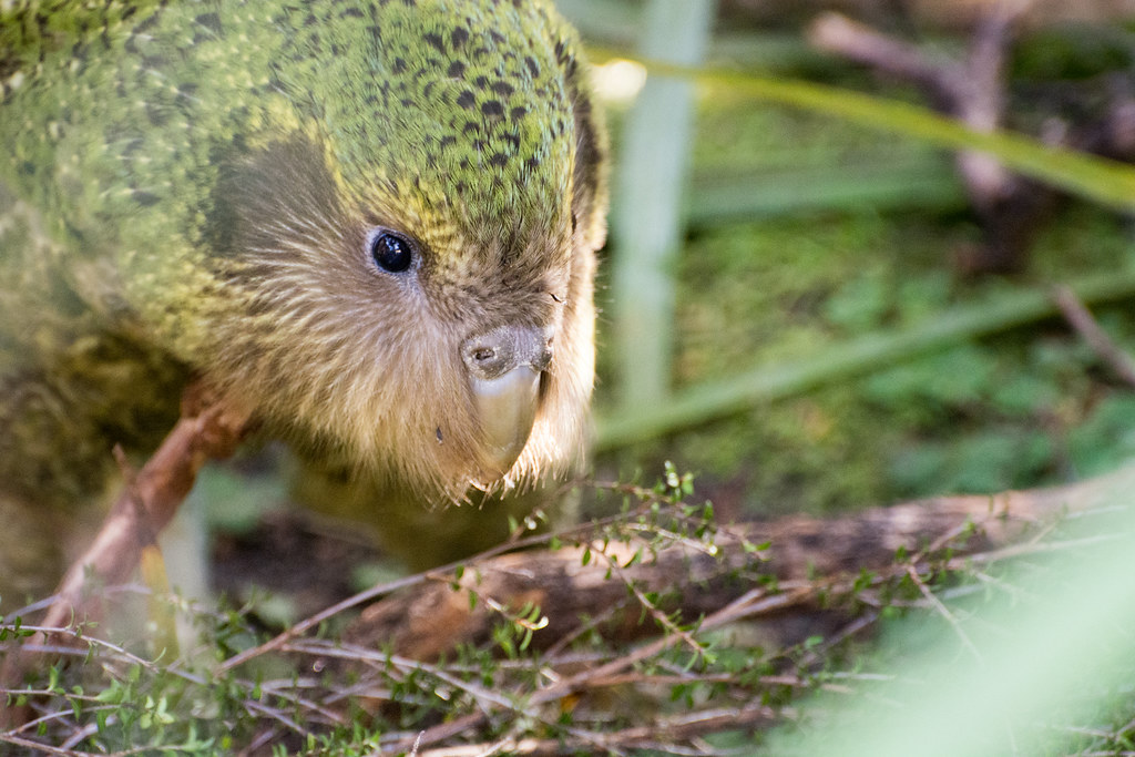 A kākāpō with green and brown feathers looks down at the ground.